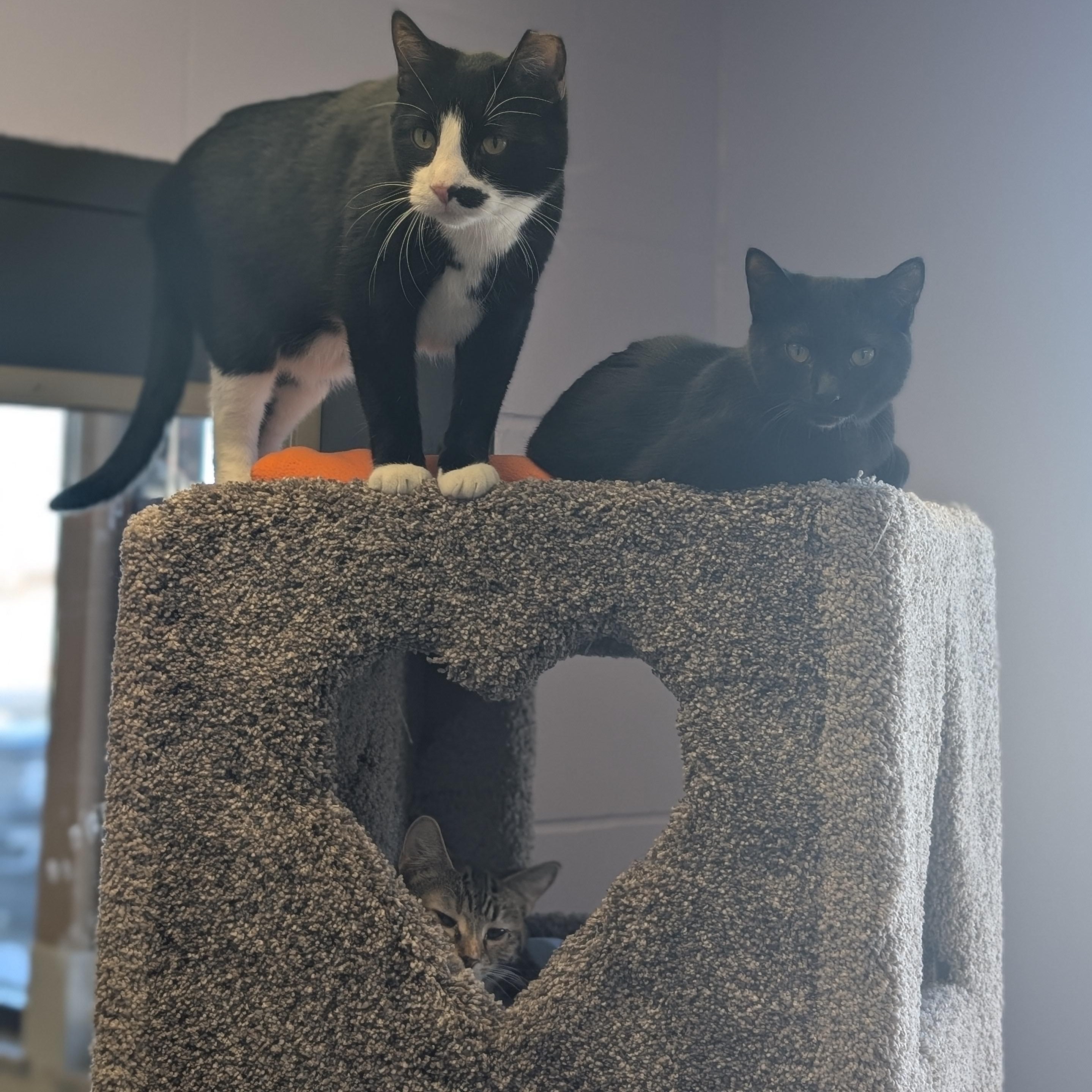 Ink Spot - Name Your Own Adoption Fee!, an adopted Domestic Short Hair in Jefferson, WI image 3/6