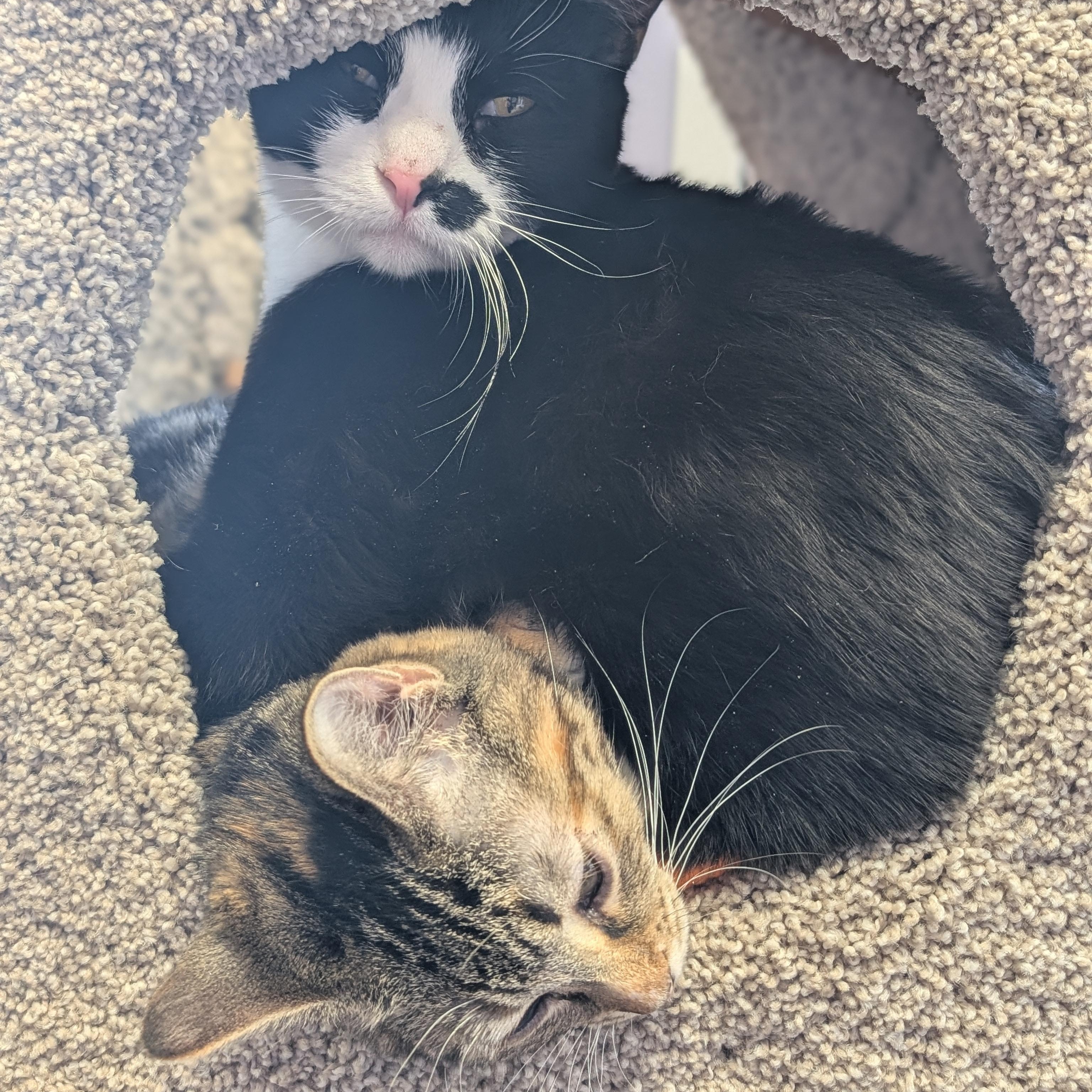 Ink Spot - Name Your Own Adoption Fee!, an adopted Domestic Short Hair in Jefferson, WI image 6/6