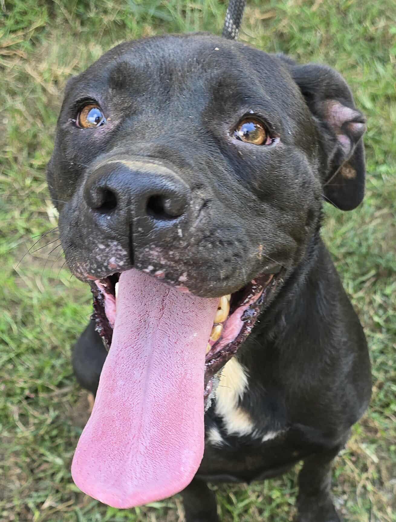 Yukon, Adoptable, Adult Female Rottweiler.