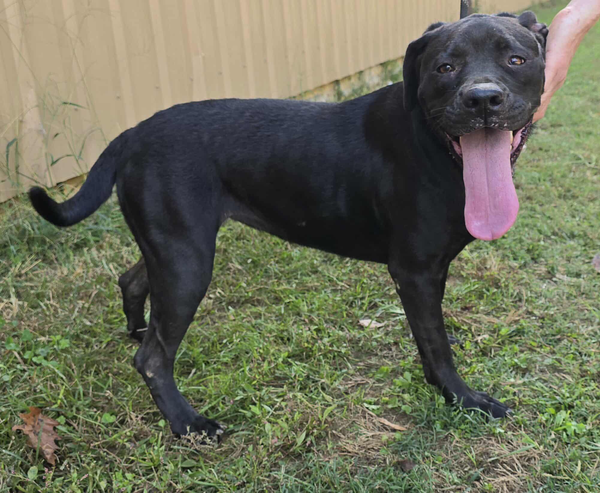 Yukon, a Adoptable mixed breed in Newport, TN image 3/4
