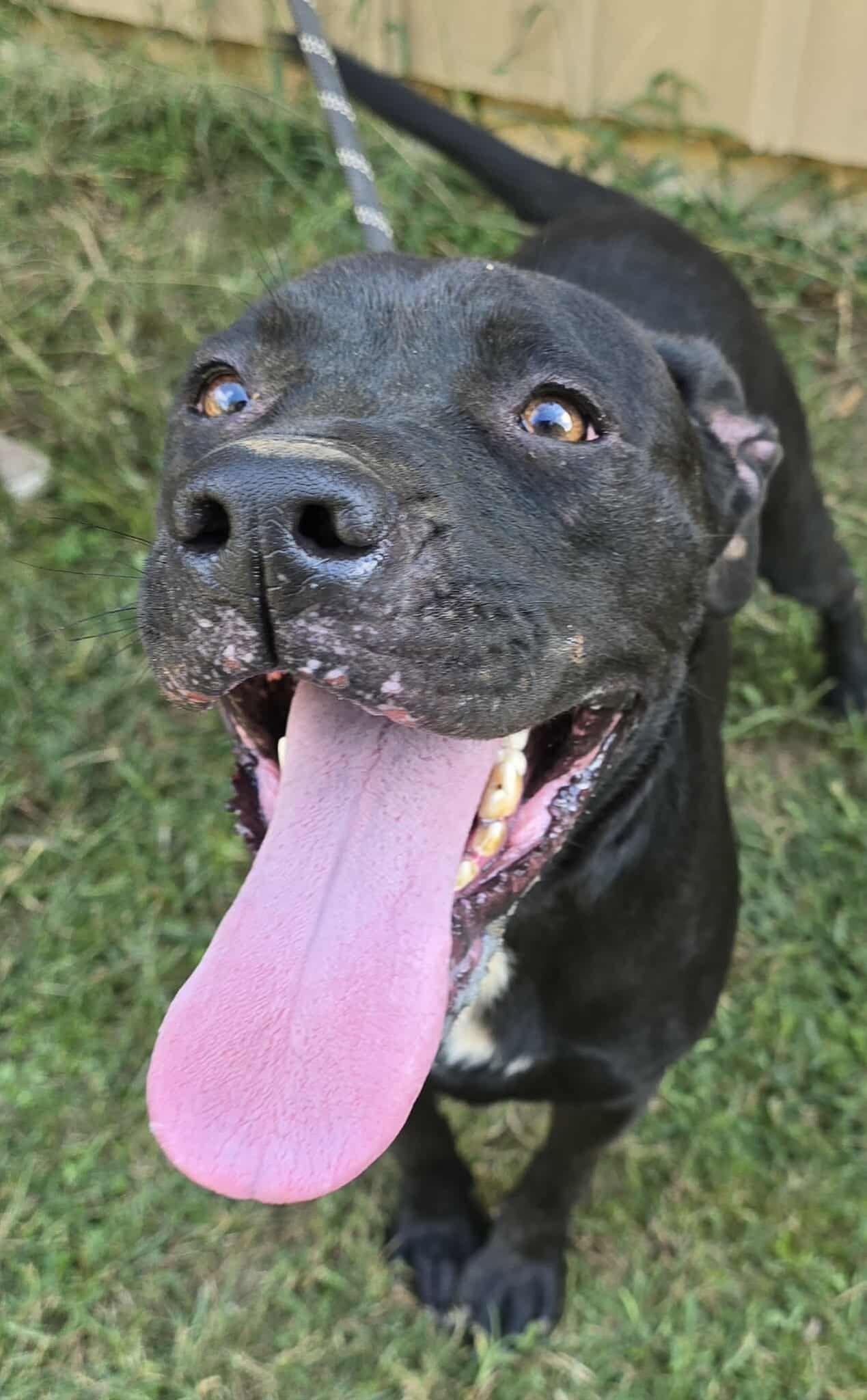 Yukon, a Adoptable mixed breed in Newport, TN image 4/4