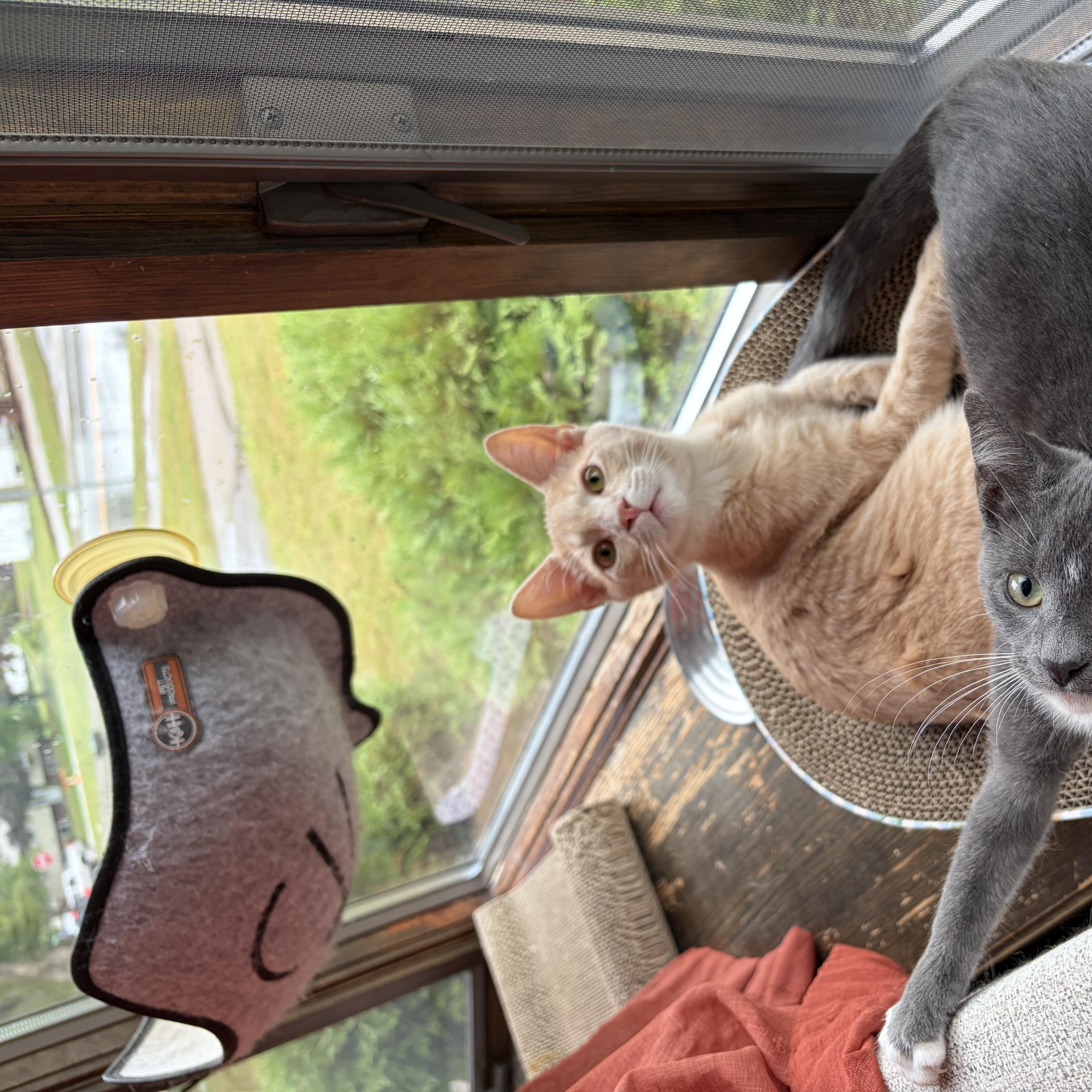 Enlarge Simon, a Adoptable Domestic Short Hair in Minneapolis, MN image 6/6
