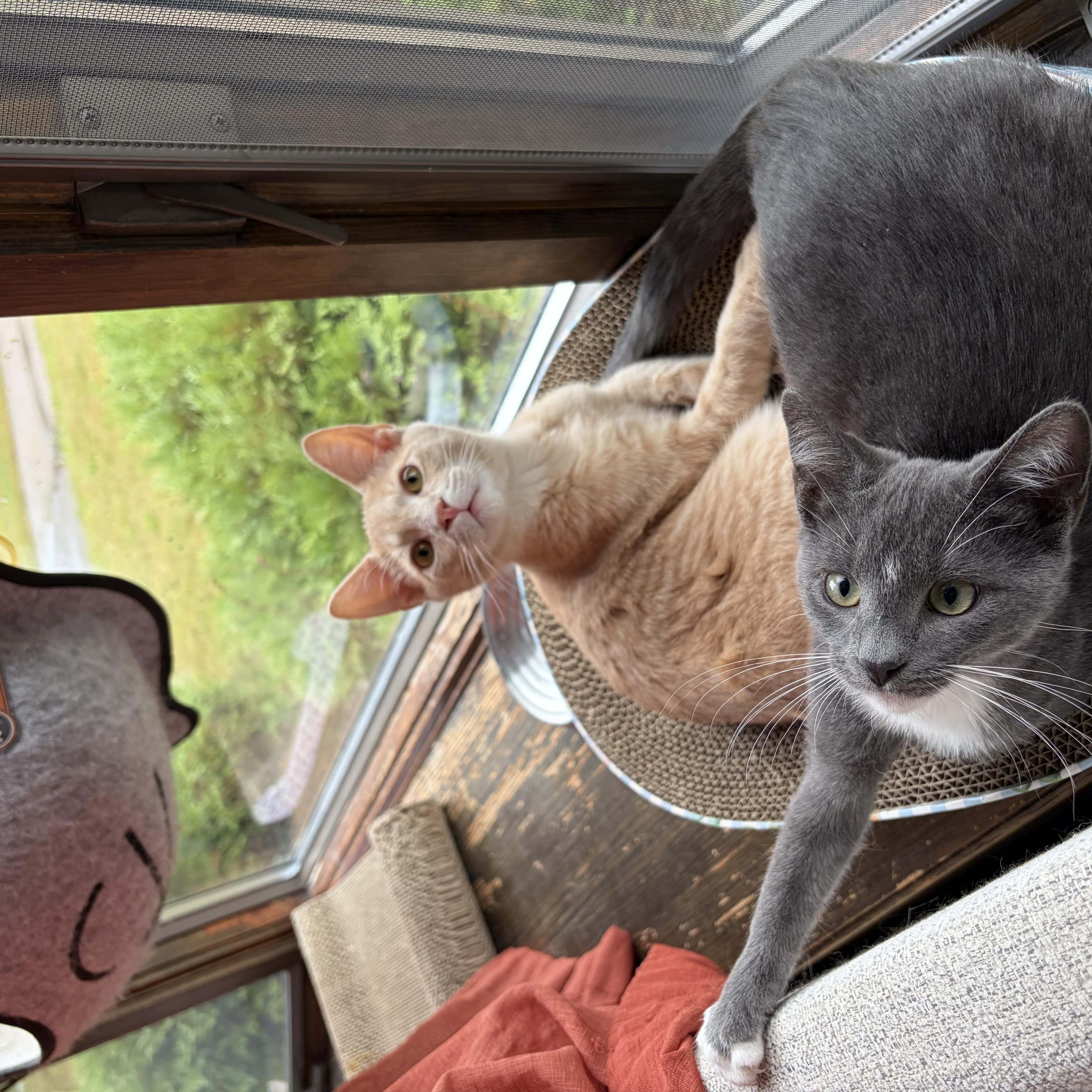 Enlarge Simon, a Adoptable Domestic Short Hair in Minneapolis, MN image 6/6