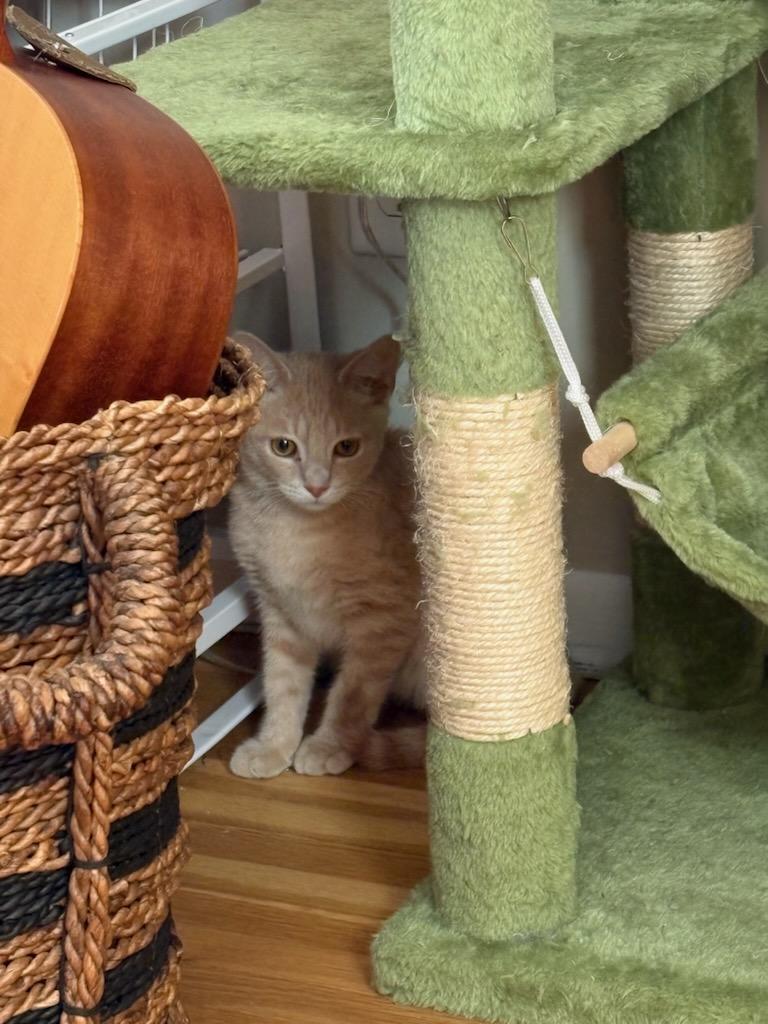 Simon, a ADOPTABLE Domestic Short Hair in Minneapolis, MN image 3/4