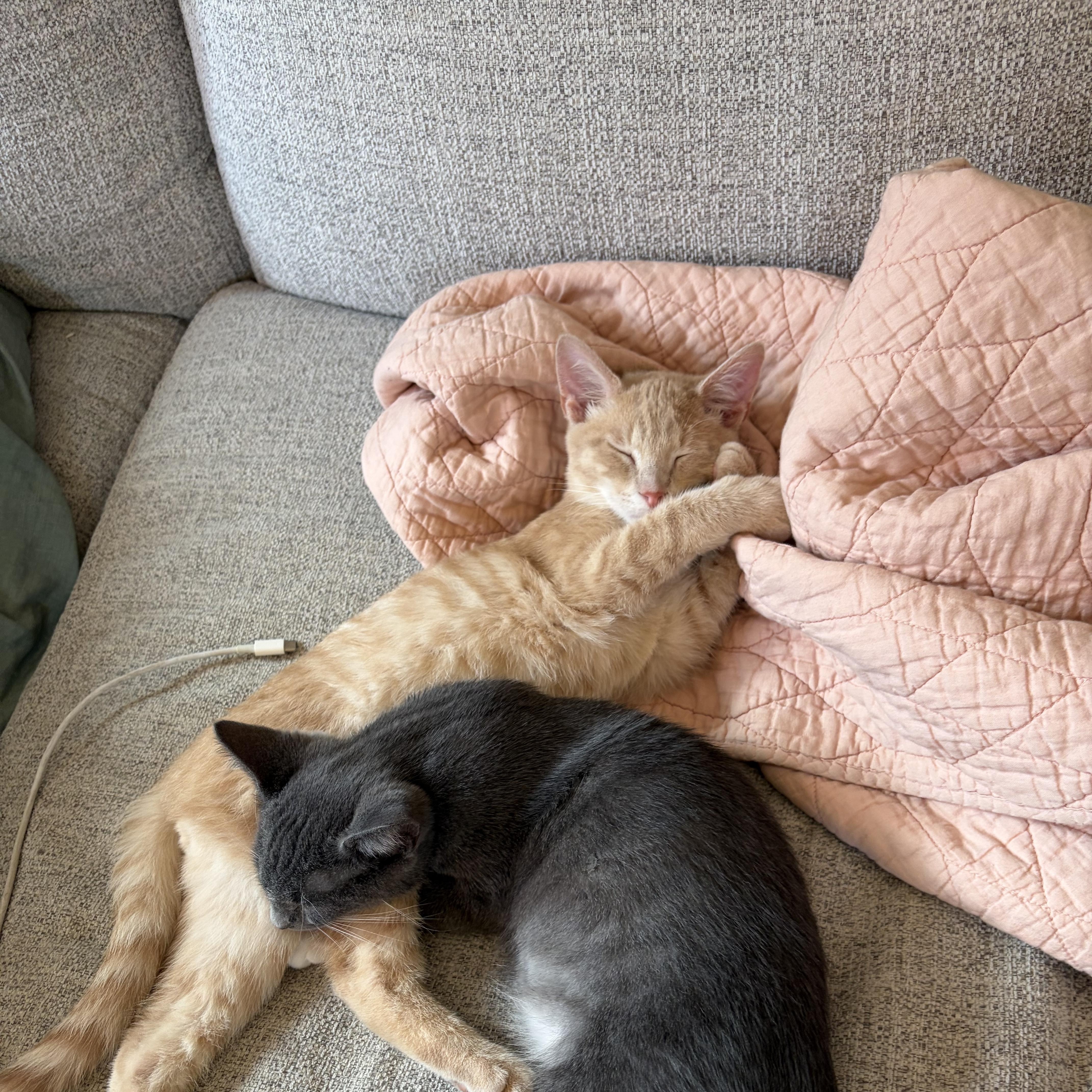 Enlarge Simon, a Adoptable Domestic Short Hair in Minneapolis, MN image 3/6