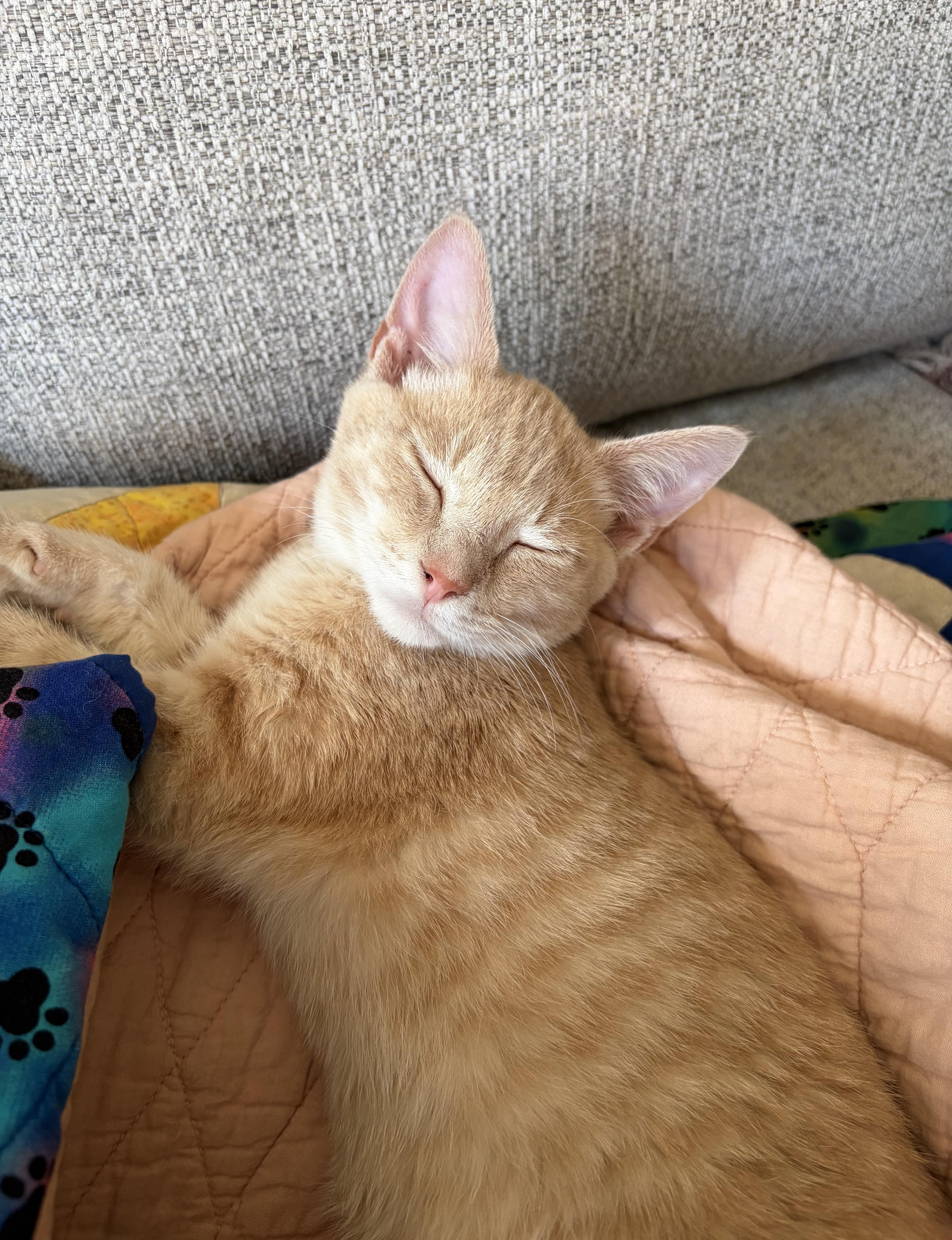 Simon, a ADOPTABLE Domestic Short Hair in Minneapolis, MN image 2/4