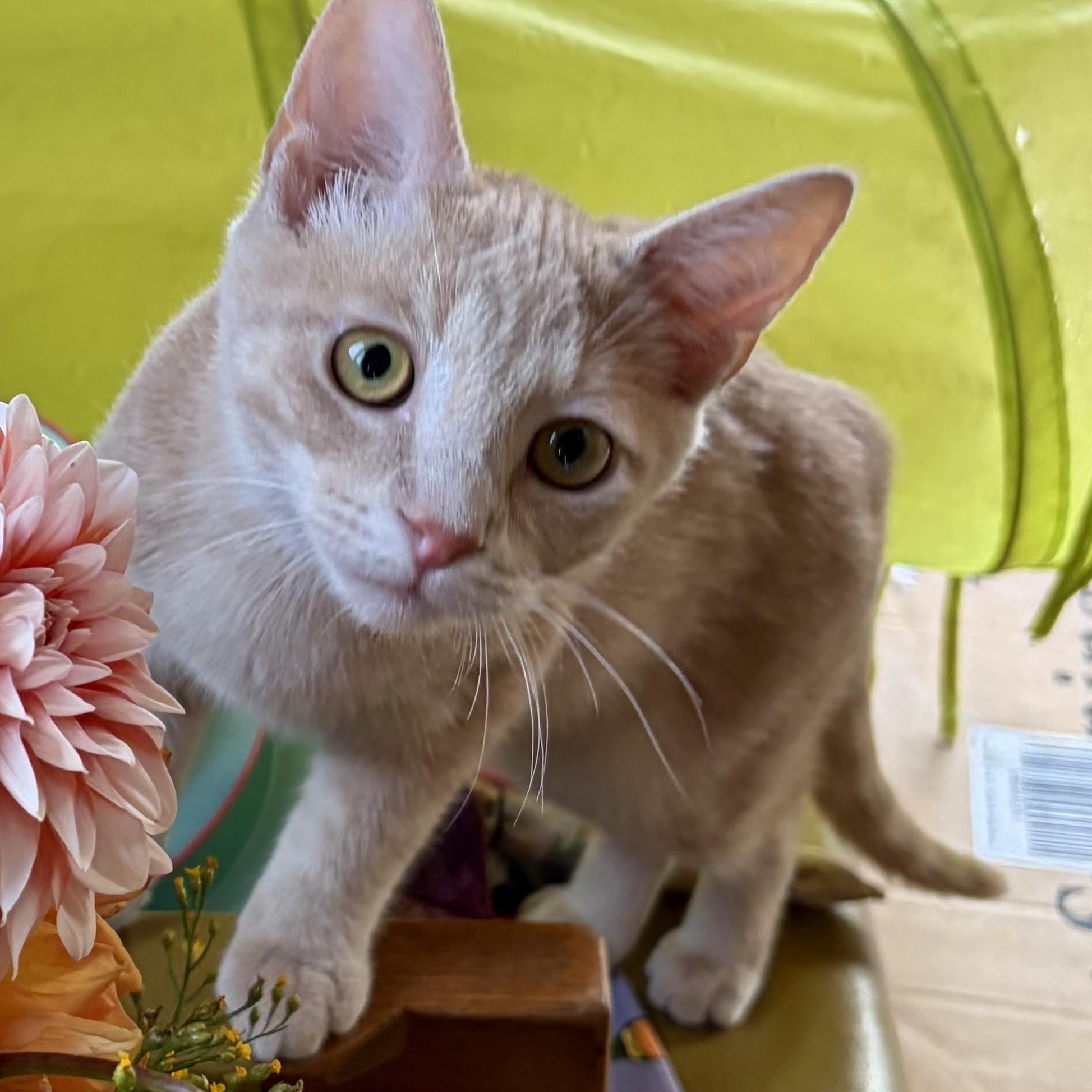 Simon, Adoptable, Kitten Male Domestic Short Hair.