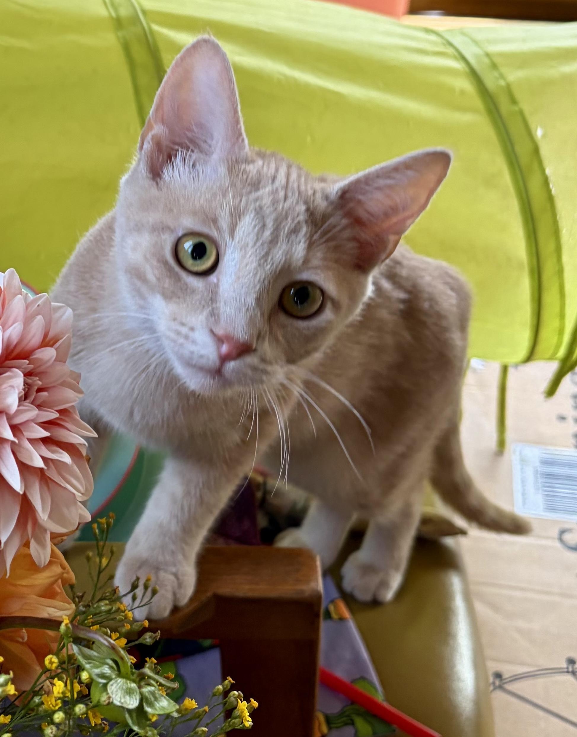 Enlarge Simon, a Adoptable Domestic Short Hair in Minneapolis, MN image 2/6