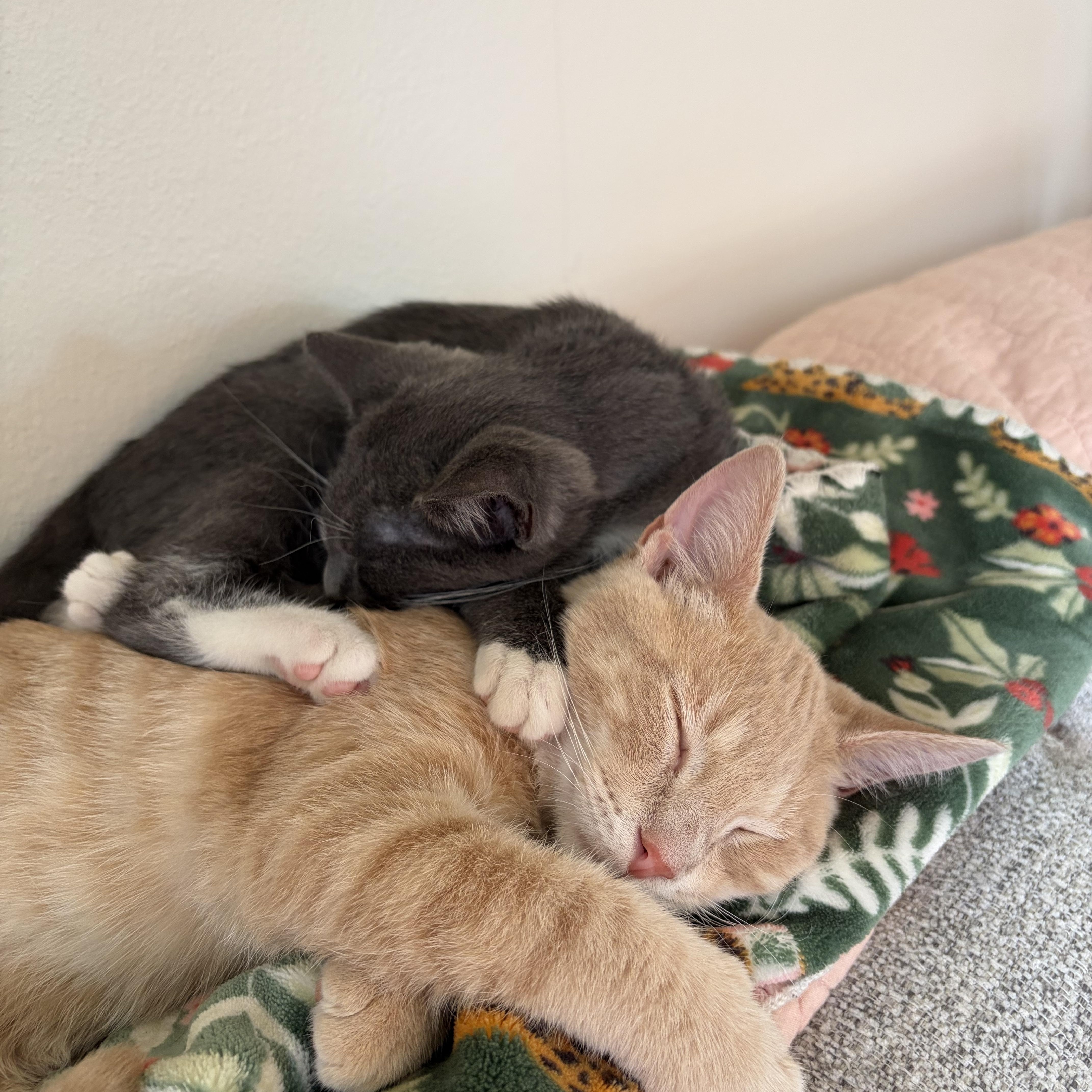Enlarge Simon, a Adoptable Domestic Short Hair in Minneapolis, MN image 4/6