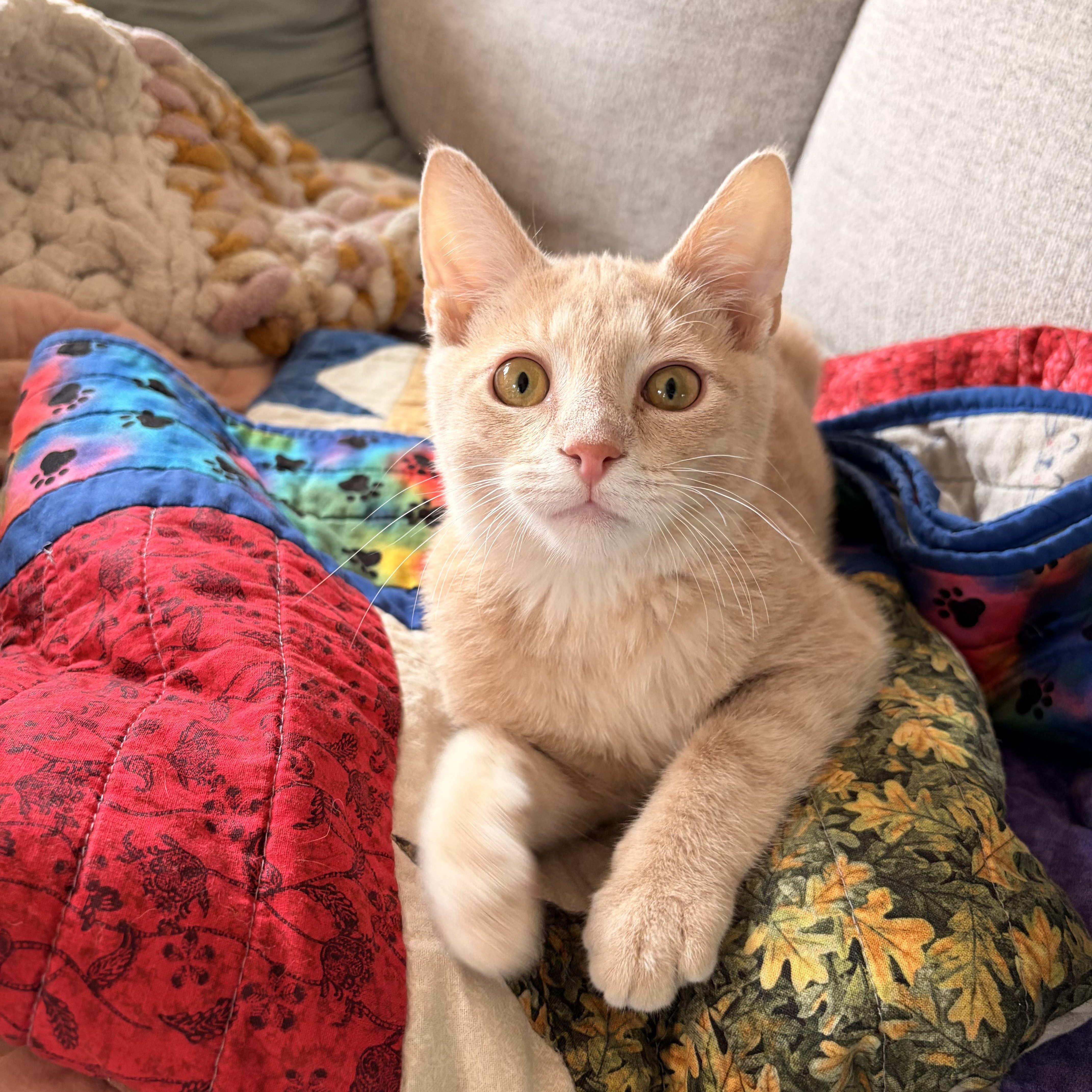 Simon, ADOPTABLE, Kitten Male Domestic Short Hair.