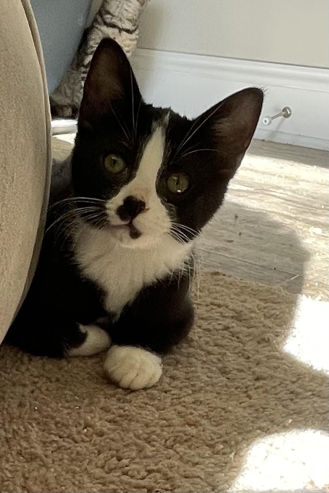 Colt, Adoptable, Young Male Tuxedo.