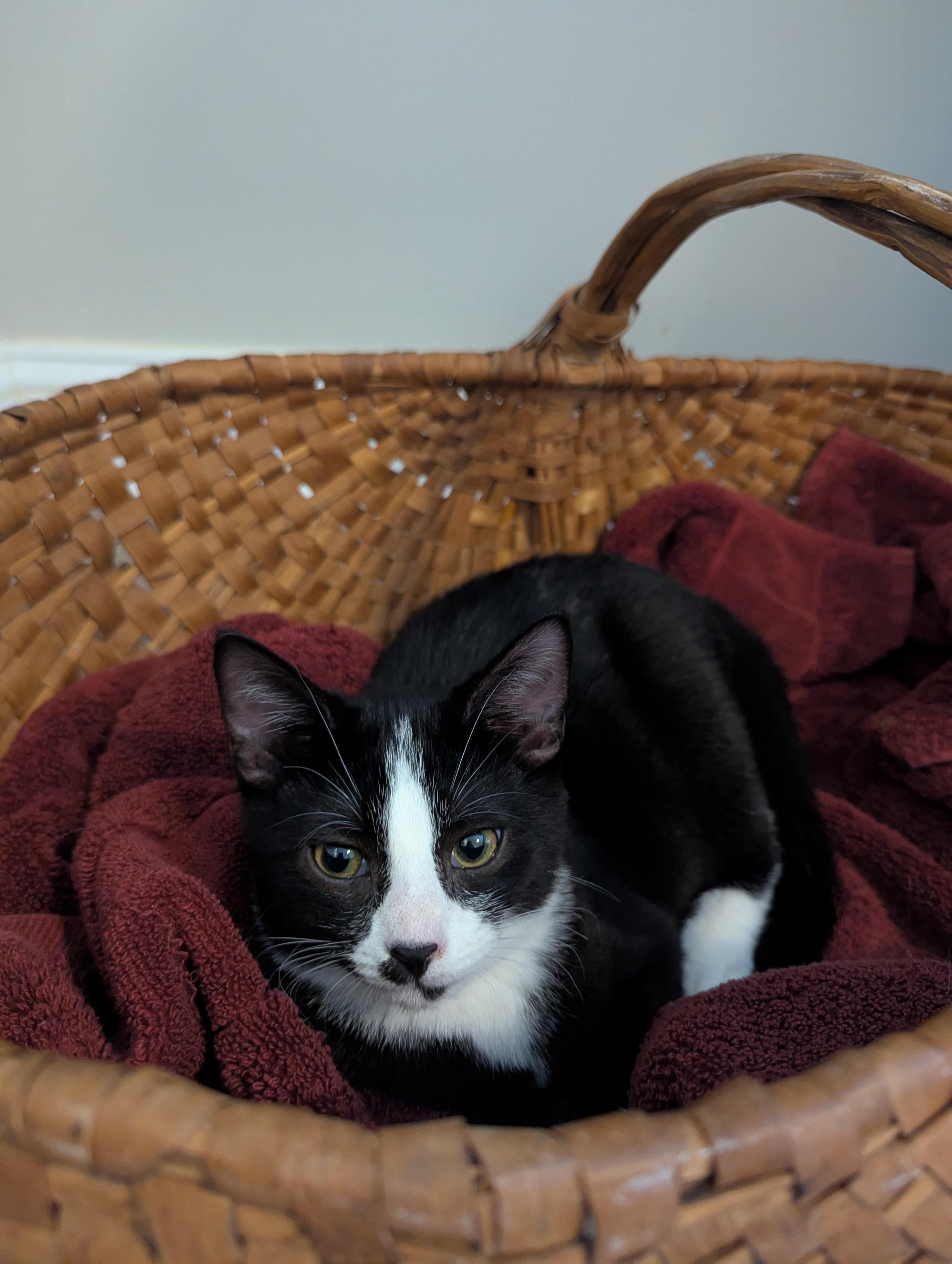 Colt, Adoptable, Kitten Male Tuxedo.
