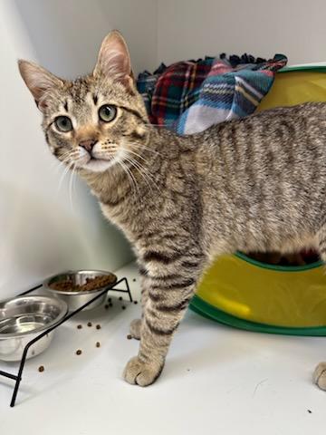 Sonic (ID 51447), adopted, Young Male Domestic Short Hair.