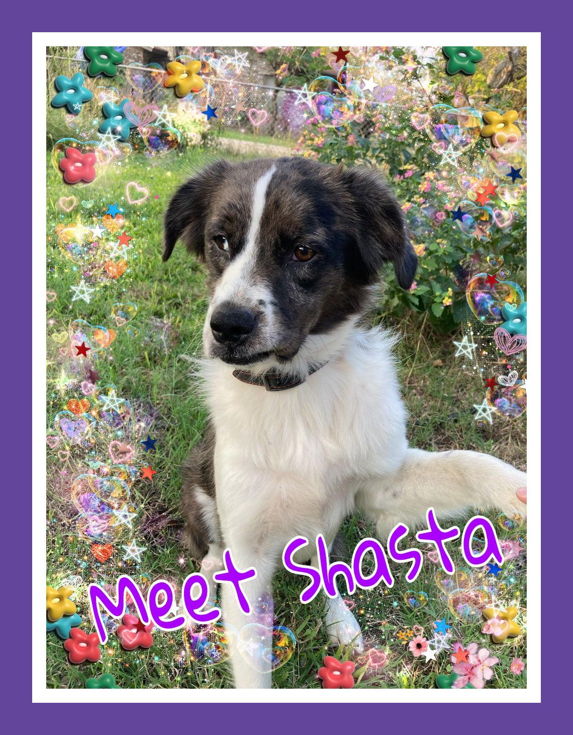 Shasta, Adoptable, Adult Female Australian Shepherd & Catahoula Leopard Dog.