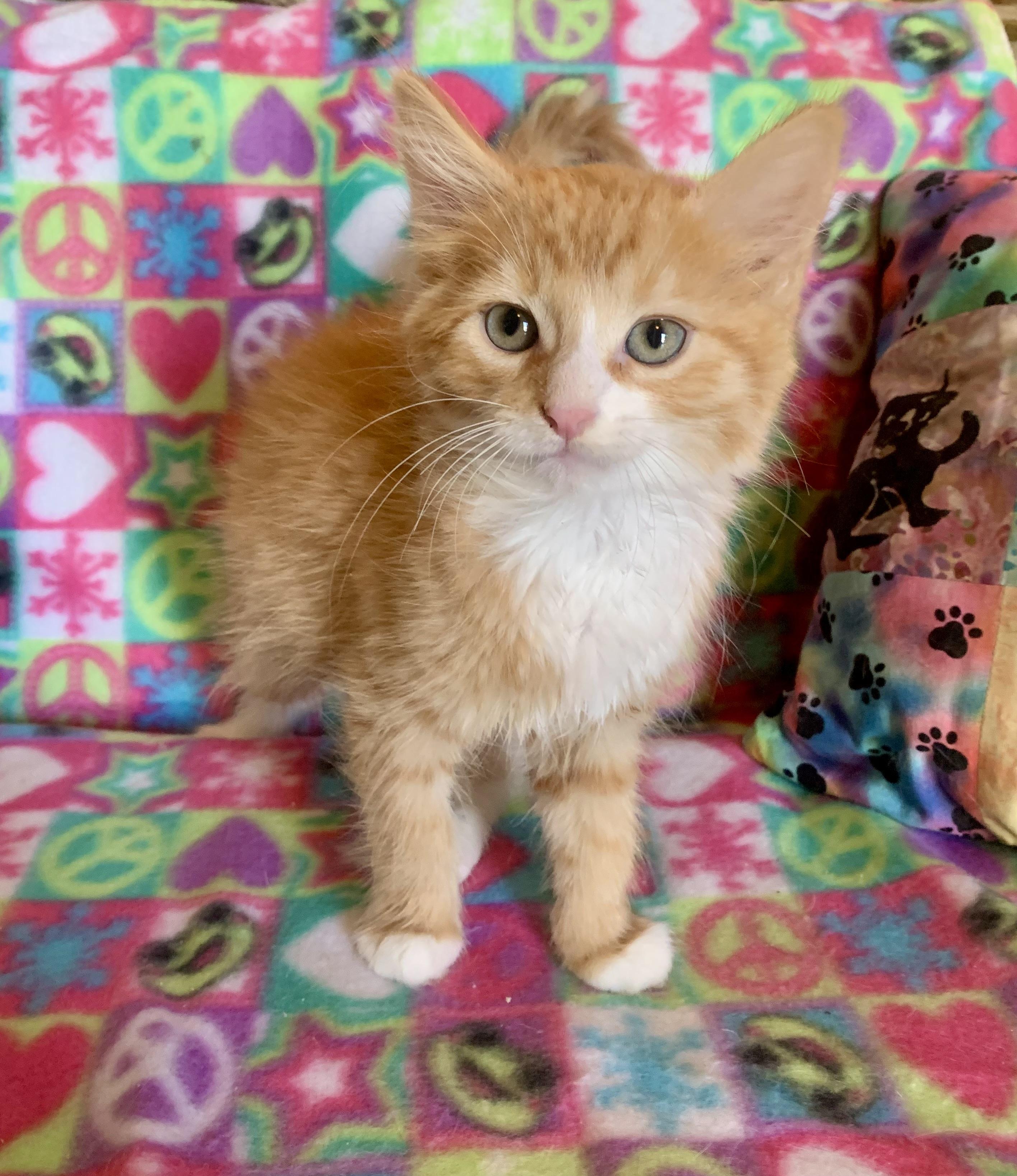 Zeke, adopted, Young Male Domestic Medium Hair.