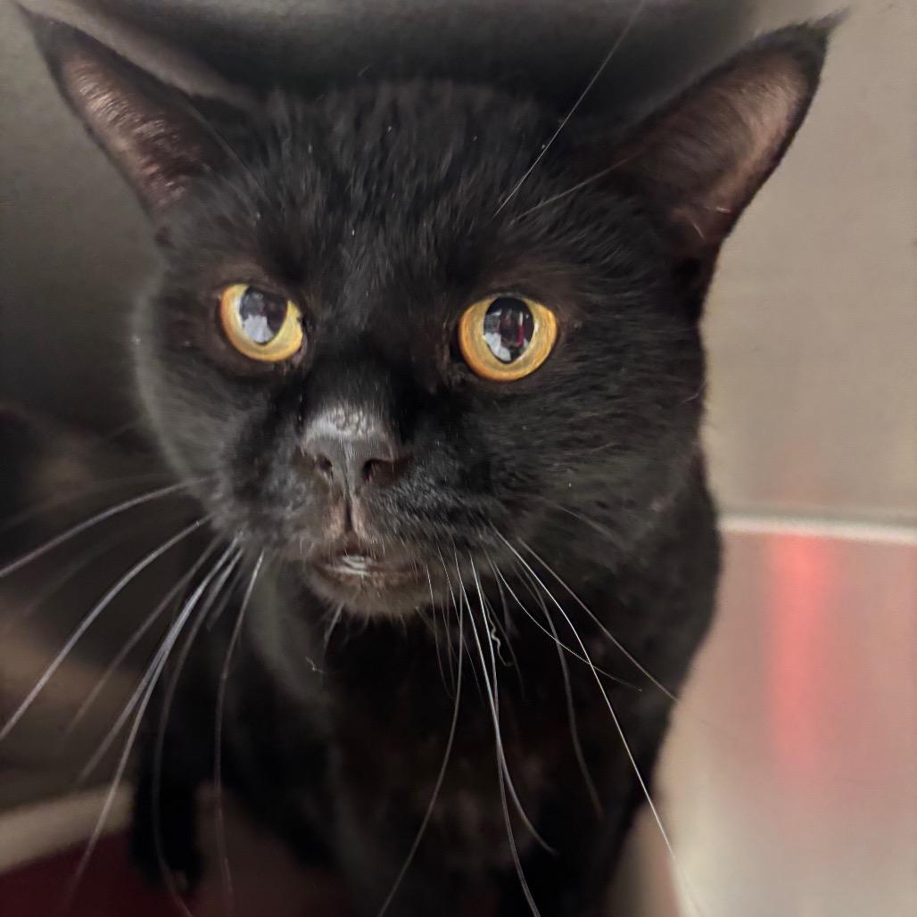 Badi, adopted, Adult Male Domestic Short Hair.