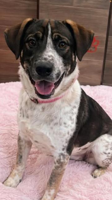 Enlarge Freddie, a ADOPTABLE mixed breed in Manhasset, NY image 5/5