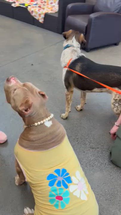 Enlarge Freddie, a ADOPTABLE mixed breed in Manhasset, NY video 2/5