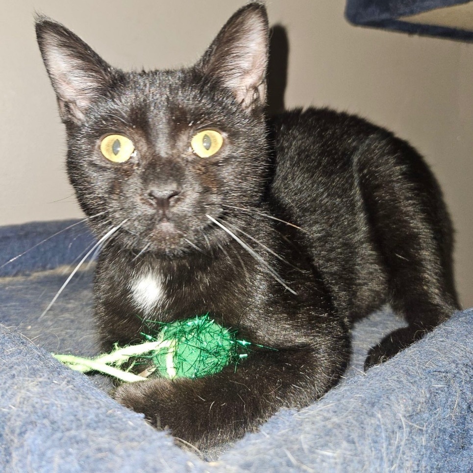 Ohana, Adoptable, Young Female Domestic Short Hair.