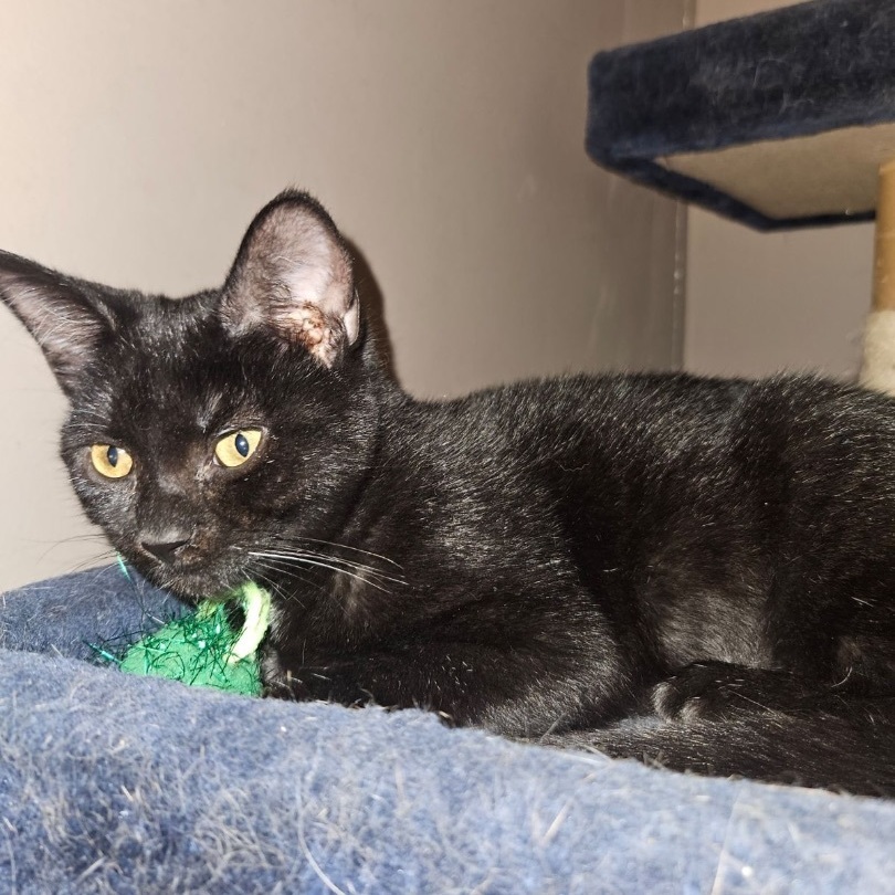 Ohana, a Adoptable Domestic Short Hair in Kirklin, IN image 2/3