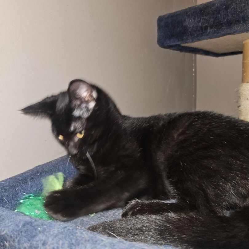 Ohana, a Adoptable Domestic Short Hair in Kirklin, IN image 3/3