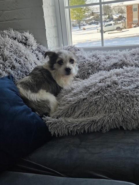 Sutton, Adoptable, Adult Male Jack Russell Terrier & Border Terrier.