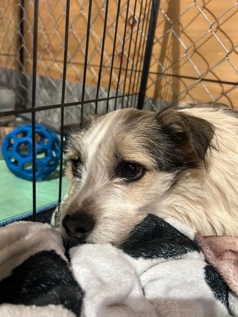 Enlarge Sutton, a Adoptable mixed breed in Knoxville, TN image 2/3