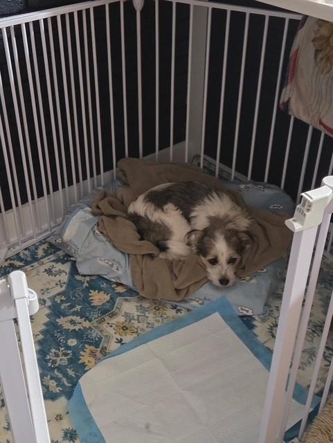 Enlarge Sutton, a Adoptable mixed breed in Knoxville, TN image 3/3