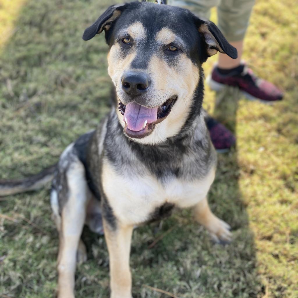 N/A, Adoptable, Senior Male German Shepherd Dog & Husky.