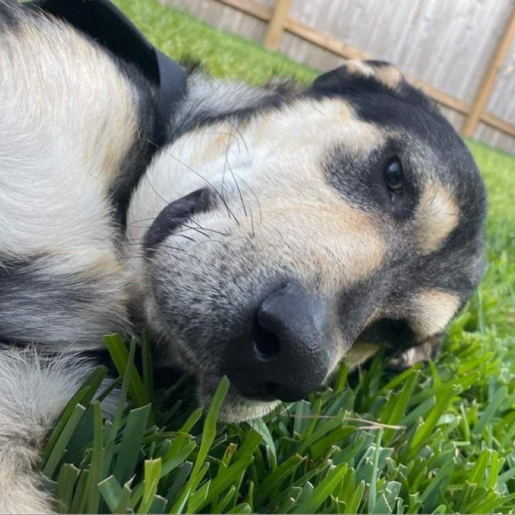 N/A, a Adoptable mixed breed in Conroe, TX image 2/6