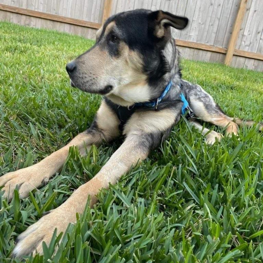 N/A, a Adoptable mixed breed in Conroe, TX image 3/6