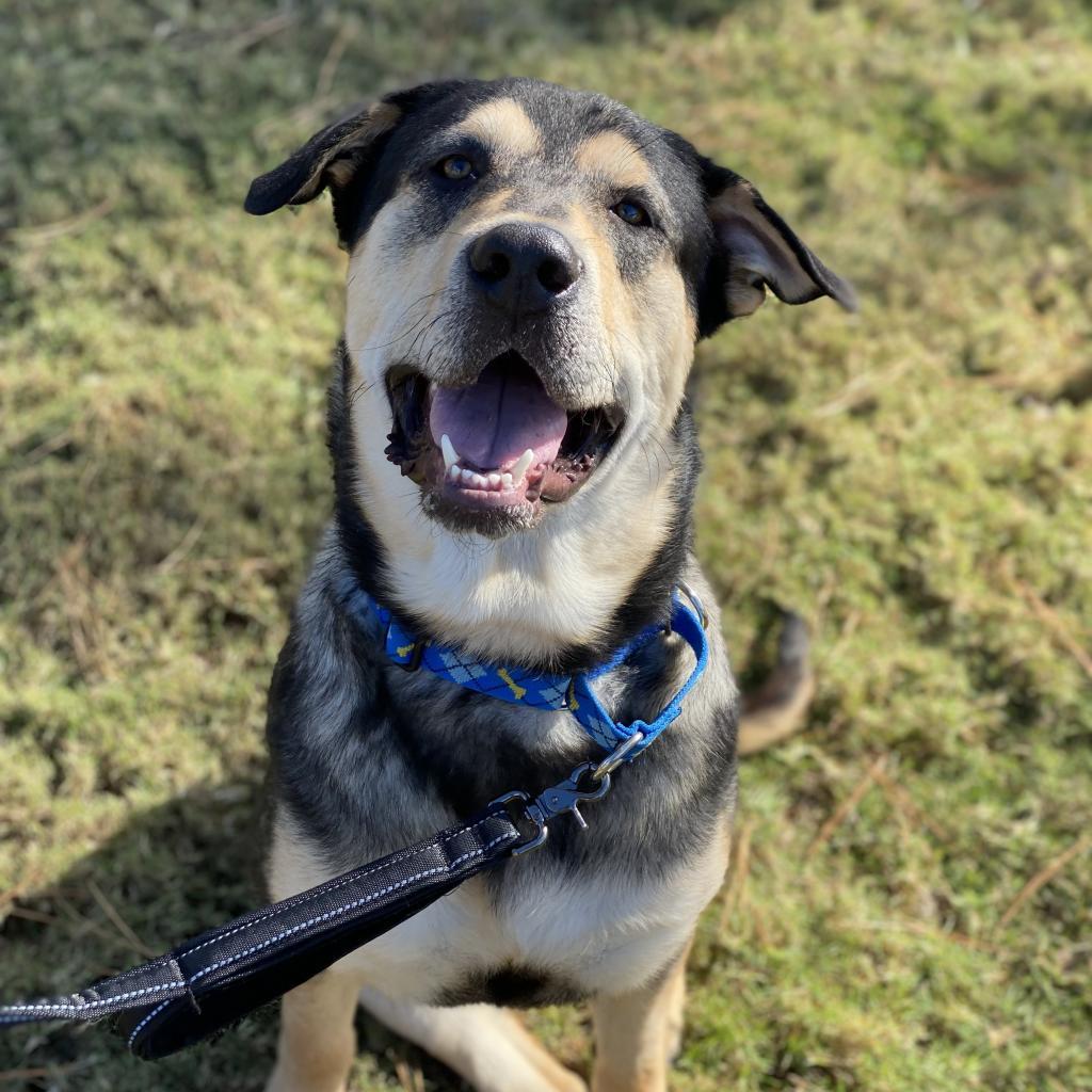 N/A, a Adoptable mixed breed in Conroe, TX image 6/6