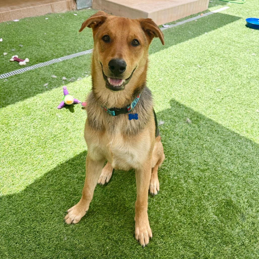 Scooby, Adoptable, Young Male Shepherd & Mixed Breed.