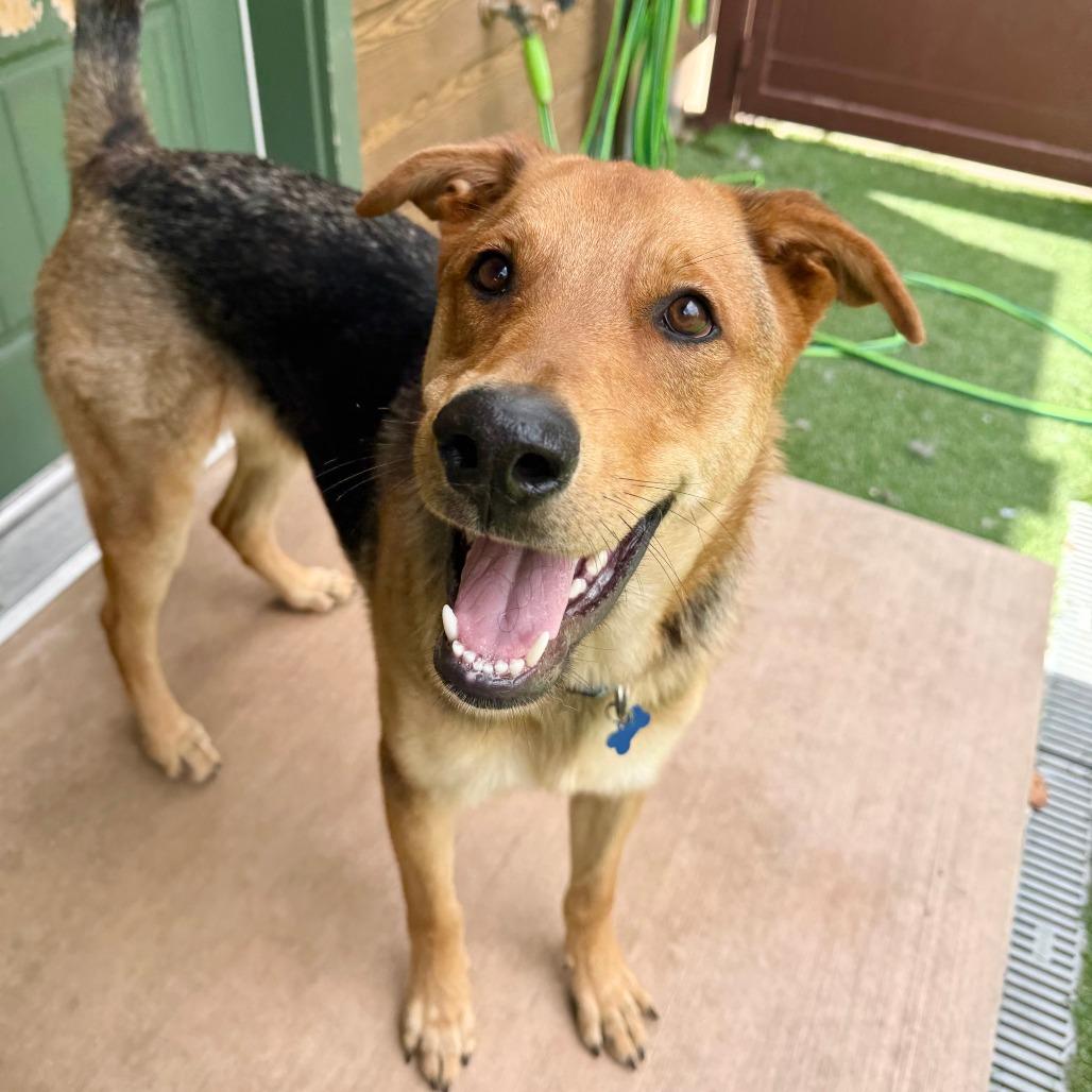 Scooby, a Adoptable mixed breed in Agoura Hills, CA image 2/4