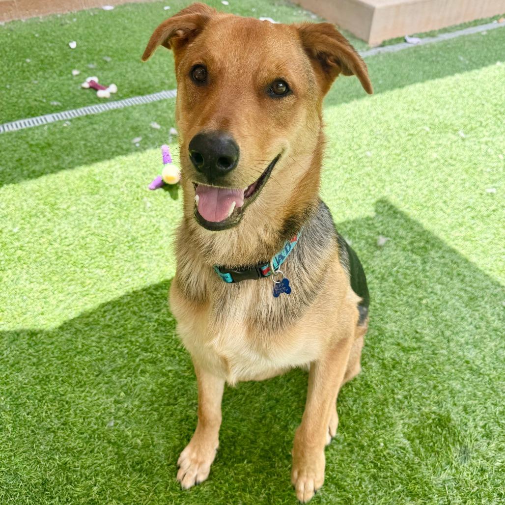 Scooby, a Adoptable mixed breed in Agoura Hills, CA image 3/4