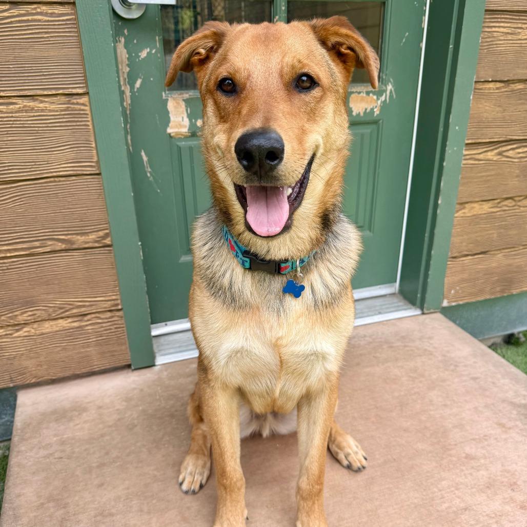 Scooby, a Adoptable mixed breed in Agoura Hills, CA image 4/4