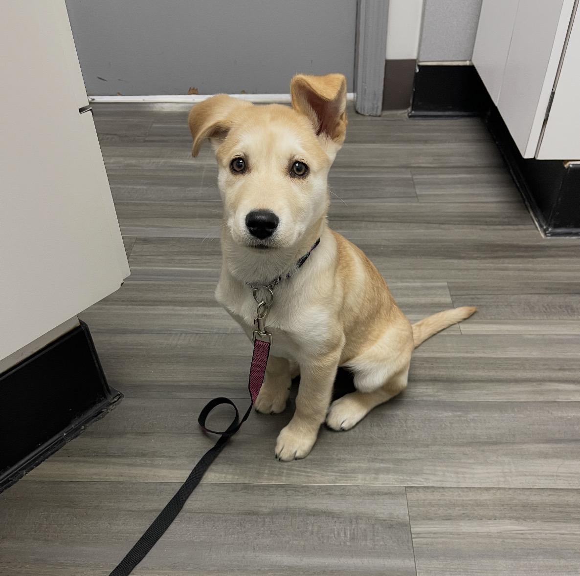 Ginny, adopted, Puppy Female Mixed Breed.