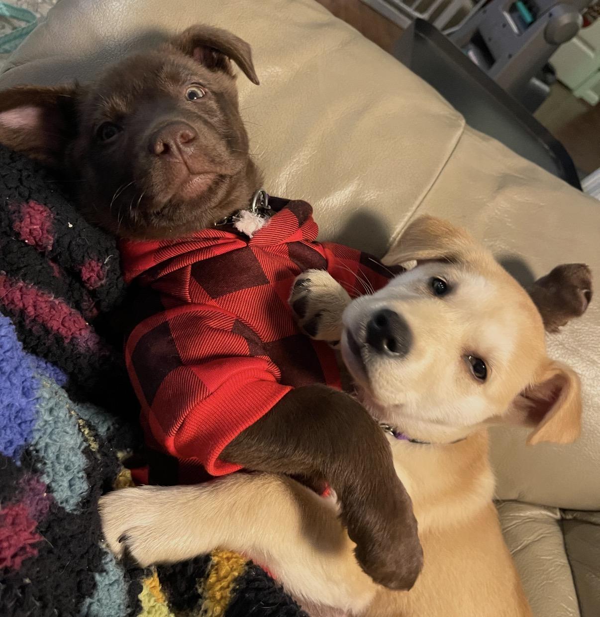 Ginny, an adopted Mixed Breed in Maineville, OH image 2/6