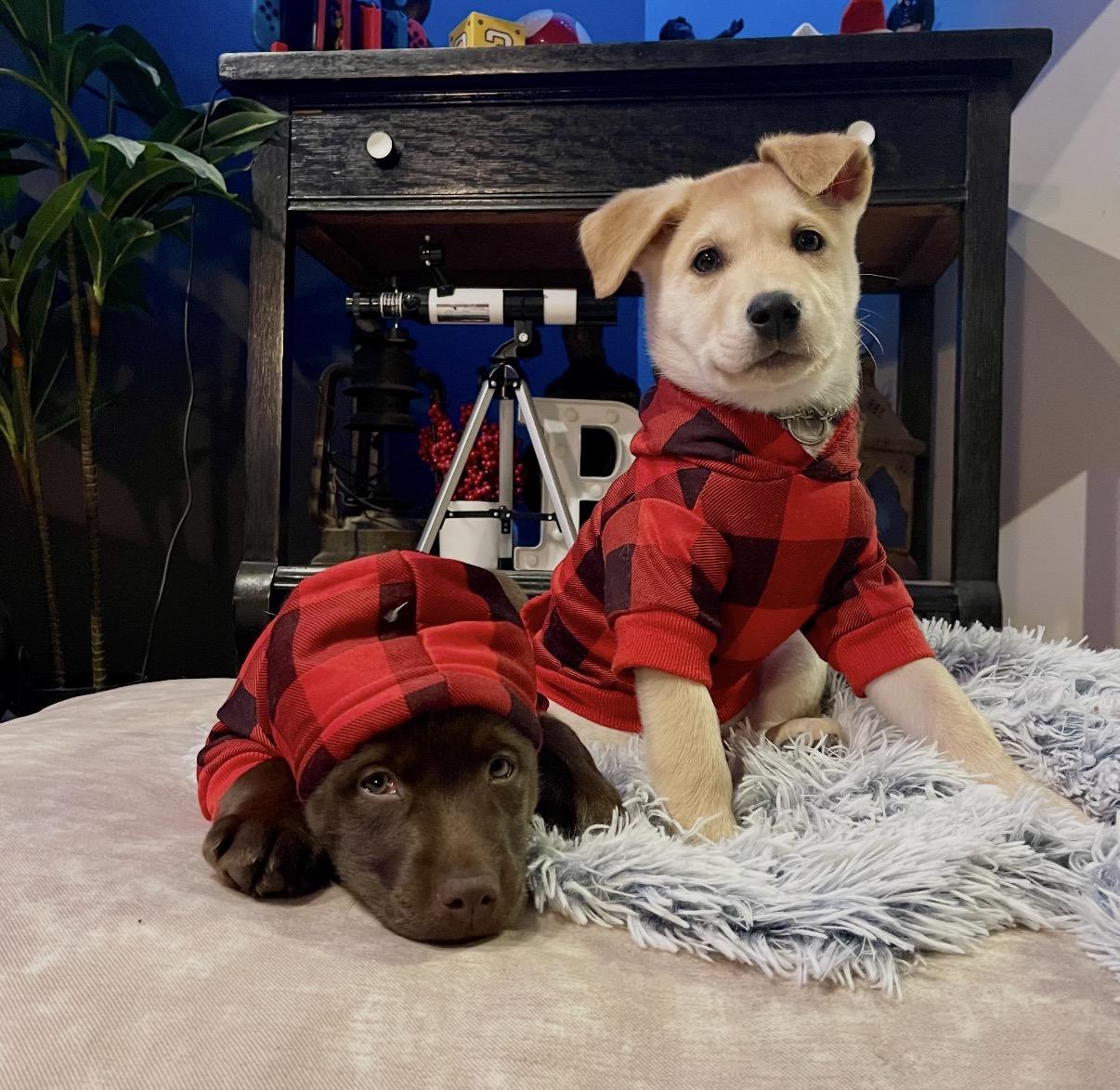 Ginny, an adopted Mixed Breed in Maineville, OH image 4/6