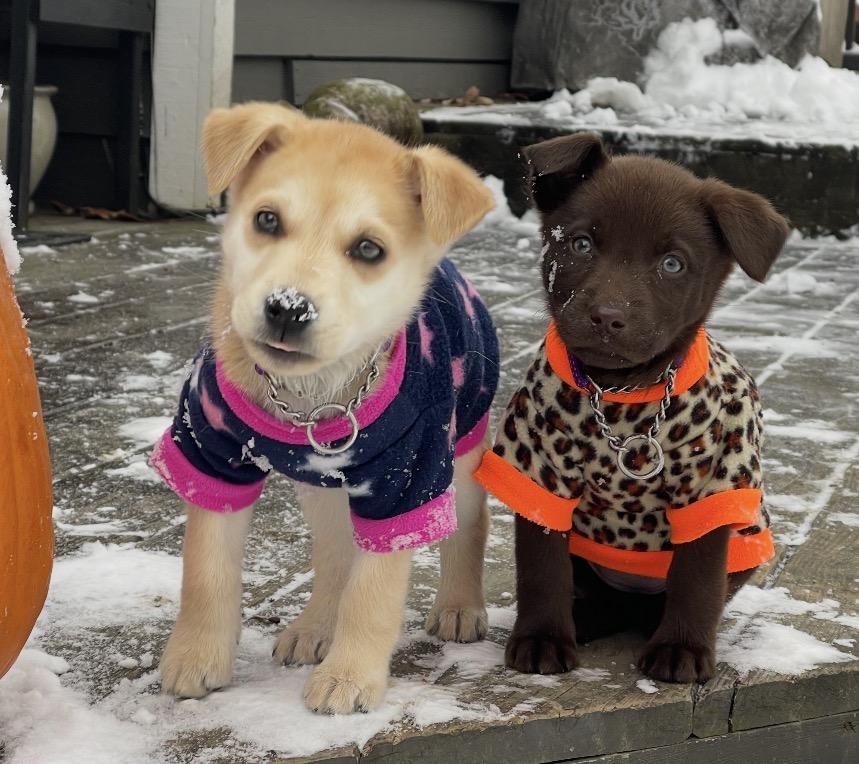 Ginny, an adopted Mixed Breed in Maineville, OH image 3/6