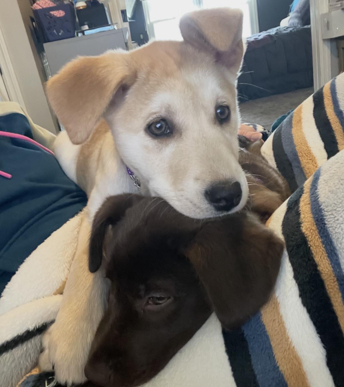 Ginny, an adopted Mixed Breed in Maineville, OH image 5/6