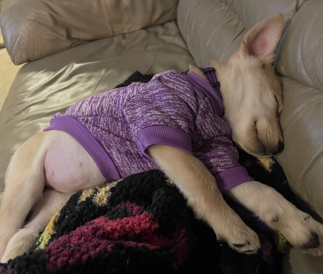 Ginny, an adopted Mixed Breed in Maineville, OH image 6/6