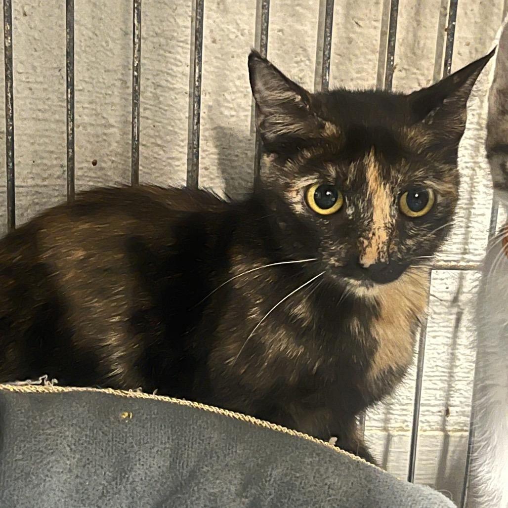 Maple Shade, Adoptable, Adult Female Domestic Short Hair.
