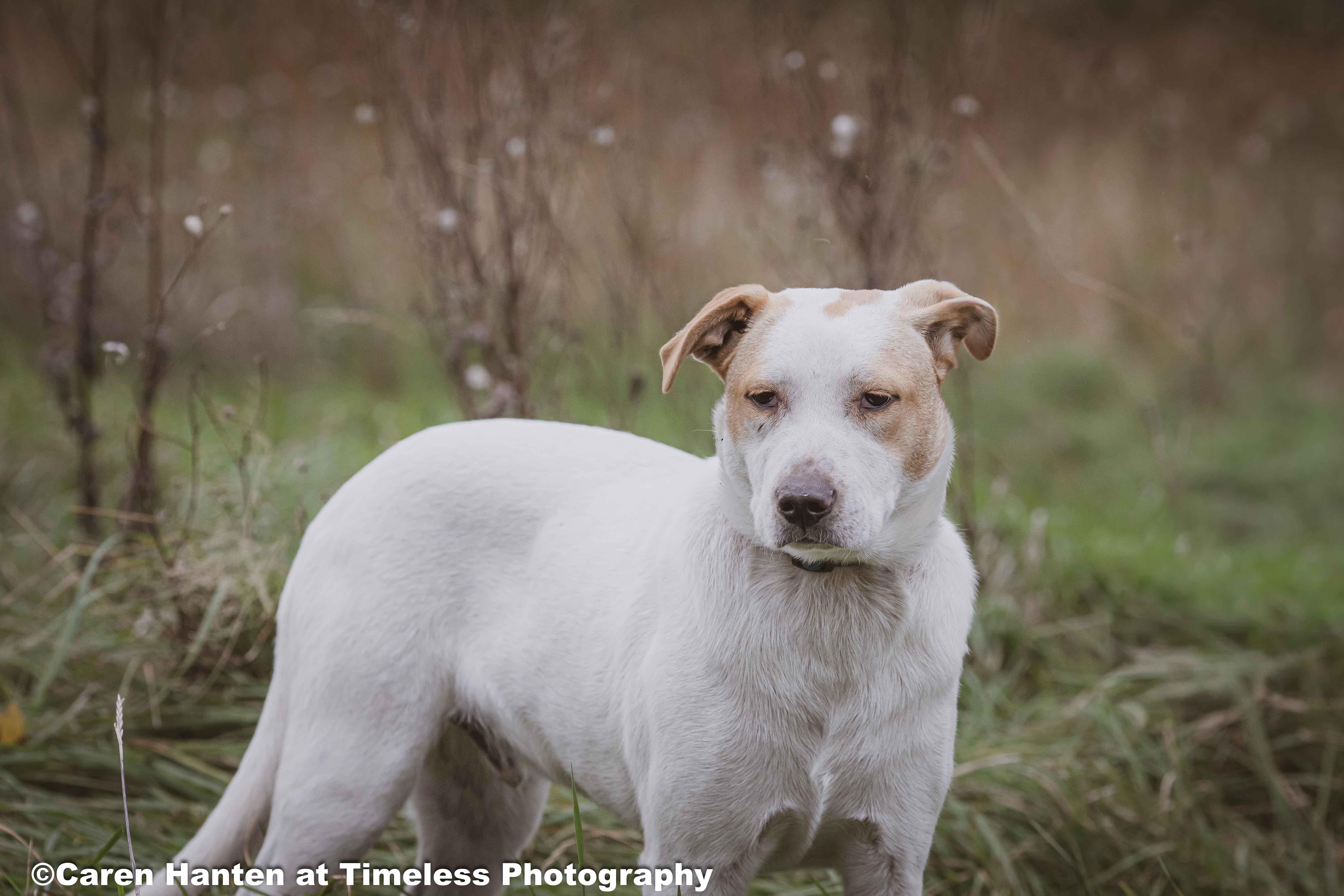 Enlarge Rubble, a Adoptable mixed breed in Watertown, SD image 1/6