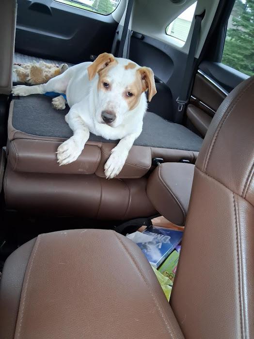 Enlarge Rubble, a Adoptable mixed breed in Watertown, SD image 4/6