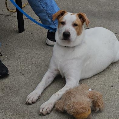 Enlarge Rubble, a Adoptable mixed breed in Watertown, SD image 2/6