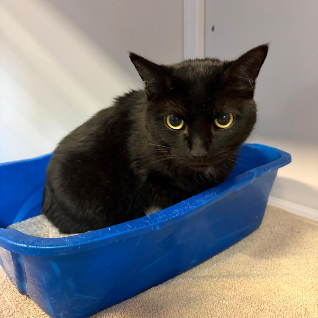 Vader, Adoptable, Senior Male Domestic Short Hair.