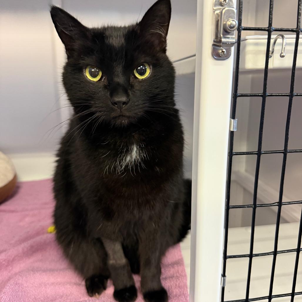 Enlarge Vader, a Adoptable Domestic Short Hair in Sarasota, FL image 2/4