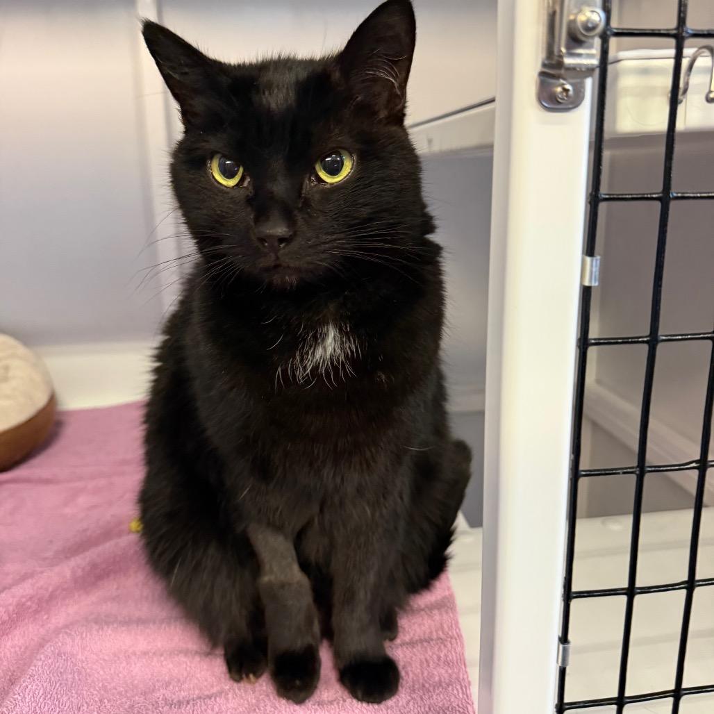 Enlarge Vader, a Adoptable Domestic Short Hair in Sarasota, FL image 3/4
