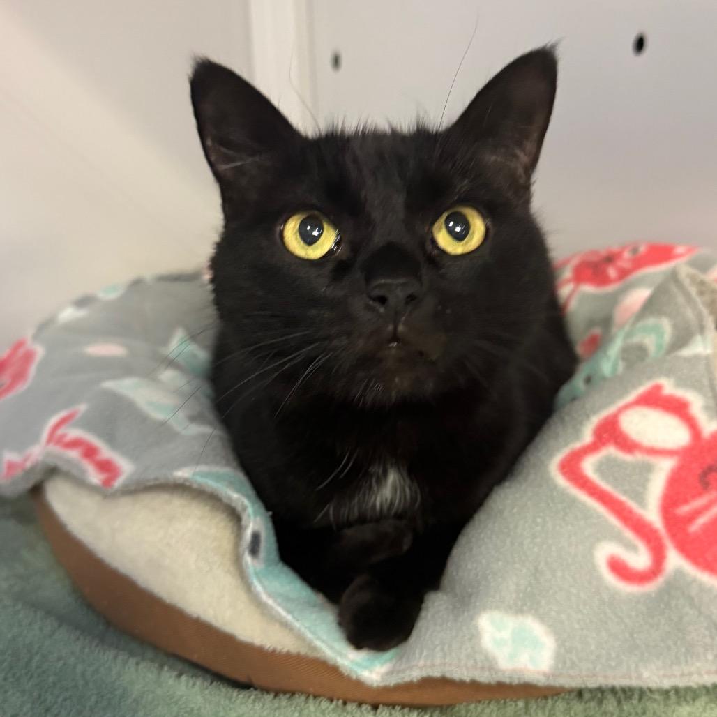 Enlarge Vader, a Adoptable Domestic Short Hair in Sarasota, FL image 4/4